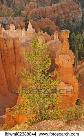 Picture - "Douglas Fir (Pseudotsuga) in front of Thor's Hammer rock formation at sunrise, Sunset Point, Bryce Canyon National Park, Sunset Point, Utah, United States of America, USA". Fotosearch