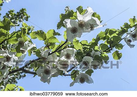 Stock Photo - "Dove Tree, Handkerchief Tree or Ghost Tree (Davidia involucrata), branches with flowers, San Grato Botanic Park, Carona TI, Lugano, Ticino, Switzerland, Europe". Fotosearch