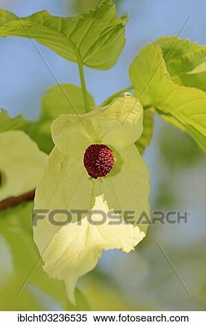 "Dove tree, Handkerchief tree, Pocket handkerchief tree or Ghost tree (Davidia involucrata), blossoms, occurrence in China, Bergkamen, North Rhine-Westphalia, Germany, Europe" View Large Photo Image Stock Photography - "Dove tree, Handkerchief tree, Pocket handkerchief tree or Ghost tree (Davidia involucrata), blossoms, occurrence in China, Bergkamen, North Rhine-Westphalia, Germany, Europe". Fotosearch