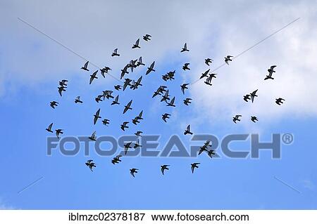 "Doves in flight against a blue sky with clouds, Kirchehrenbach, Upper Franconia, Bavaria, Germany, Europe" View Large Photo Image Stock Photo - "Doves in flight against a blue sky with clouds, Kirchehrenbach, Upper Franconia, Bavaria, Germany, Europe". Fotosearch