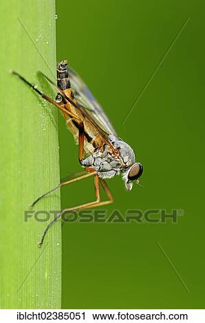 "Downlooker Snipefly (Rhagio scolopaceus), North Rhine-Westphalia, Germany, Europe" View Large Photo Image Stock Image - "Downlooker Snipefly (Rhagio scolopaceus), North Rhine-Westphalia, Germany, Europe". Fotosearch