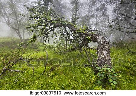 "Downy Birch (Betula pubescens) in the fog, Hardangervidda, Hordaland, Norway, Europe" View Large Photo Image Stock Image - "Downy Birch (Betula pubescens) in the fog, Hardangervidda, Hordaland, Norway, Europe". Fotosearch