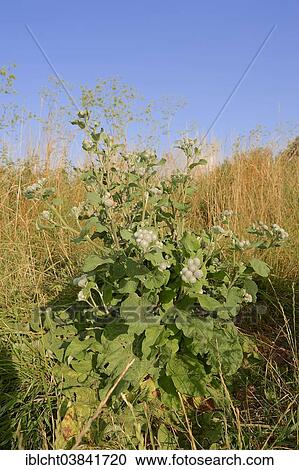 "Downy Burdock (Arctium tomentosum), North Rhine-Westphalia, Germany, Europe" View Large Photo Image Stock Image - "Downy Burdock (Arctium tomentosum), North Rhine-Westphalia, Germany, Europe". Fotosearch