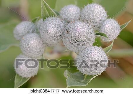 "Downy Burdock (Arctium tomentosum), flower buds, North Rhine-Westphalia, Germany, Europe" View Large Photo Image Stock Photo - "Downy Burdock (Arctium tomentosum), flower buds, North Rhine-Westphalia, Germany, Europe". Fotosearch