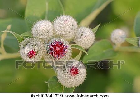 "Downy Burdock (Arctium tomentosum), blossom, North Rhine-Westphalia, Germany, Europe" View Large Photo Image Stock Photo - "Downy Burdock (Arctium tomentosum), blossom, North Rhine-Westphalia, Germany, Europe". Fotosearch