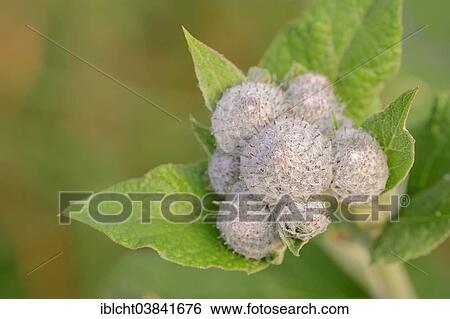 Stock Photograph - "Downy Burdock (Arctium tomentosum), flower buds, North Rhine-Westphalia, Germany, Europe". Fotosearch