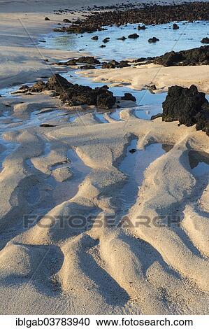 "Dragon Hill beach, Santa Cruz Island, Galapagos Islands, Ecuador, Unesco World Heritage Site, South America" View Large Photo Image Stock Image - "Dragon Hill beach, Santa Cruz Island, Galapagos Islands, Ecuador, Unesco World Heritage Site, South America". Fotosearch