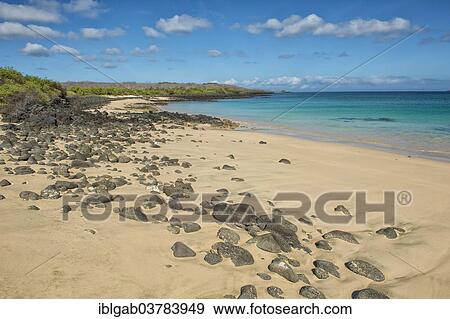 "Dragon Hill beach, Santa Cruz Island, Galapagos Islands, Ecuador, Unesco World Heritage Site, South America" View Large Photo Image Stock Photo - "Dragon Hill beach, Santa Cruz Island, Galapagos Islands, Ecuador, Unesco World Heritage Site, South America". Fotosearch