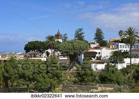 "Dragon tree in Icod, Tenerife, Canary Islands, Spain, Europe" View Large Photo Image Stock Image - "Dragon tree in Icod, Tenerife, Canary Islands, Spain, Europe". Fotosearch