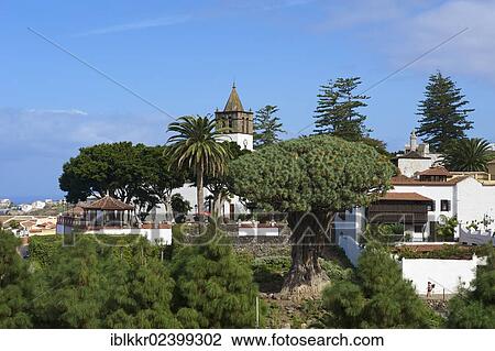 "Dragon Tree in Icod, Tenerife, Canary Islands, Spain, Europe" View Large Photo Image Stock Image - "Dragon Tree in Icod, Tenerife, Canary Islands, Spain, Europe". Fotosearch