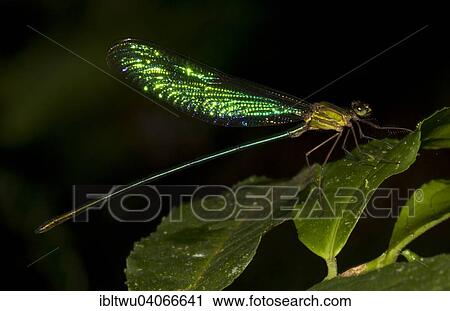"Dragonfly in the rainforest of Andasibe, East Coast, Madagascar, Africa" View Large Photo Image Stock Image - "Dragonfly in the rainforest of Andasibe, East Coast, Madagascar, Africa". Fotosearch