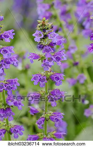 Picture - "Dragonmouth or Pyrenean Dead-nettle (Horminum pyrenaicum), stems with flowers, occurrence in the Alps and Pyrenees, North Rhine-Westphalia, Germany, Europe". Fotosearch