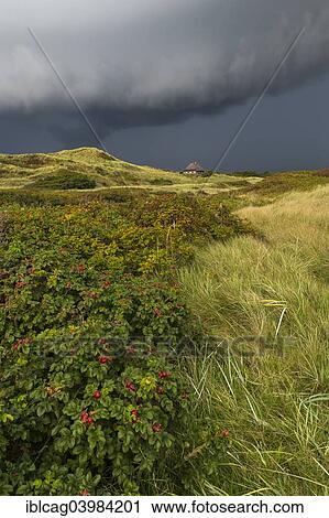 "Dramatic storm clouds over dunes, Henne Strand, Region of Southern Denmark, Denmark, Europe" View Large Photo Image Stock Image - "Dramatic storm clouds over dunes, Henne Strand, Region of Southern Denmark, Denmark, Europe". Fotosearch