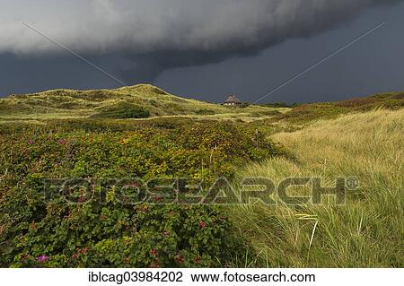Stock Image - "Dramatic storm clouds over dunes, Henne Strand, Region of Southern Denmark, Denmark, Europe". Fotosearch