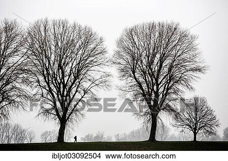 "Dreary winter weather, fog, bare trees, bei Stockum, D? ƒsseldorf, North Rhine-Westphalia, Germany, Europe" View Large Photo Image Picture - "Dreary winter weather, fog, bare trees, bei Stockum, D? ƒsseldorf, North Rhine-Westphalia, Germany, Europe". Fotosearch