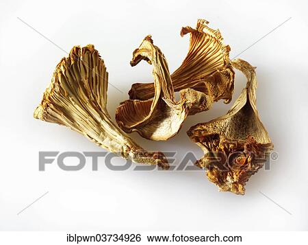 Stock Photograph - Dried Chanterelle Mushrooms (Cantharellus cibarius). Fotosearch
