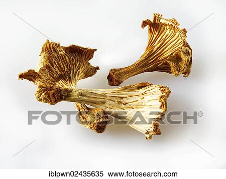 Dried Chanterelle mushrooms View Large Photo Image Stock Photography - Dried Chanterelle mushrooms. Fotosearch