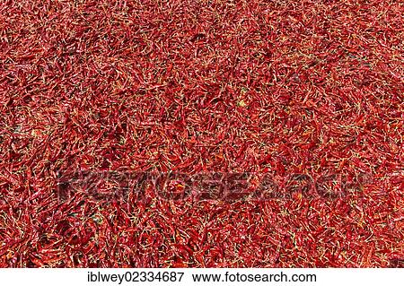 "Dried Chili Peppers (Capsicum frutescens), Bangladesh, South Asia, Asia" View Large Photo Image Stock Photo - "Dried Chili Peppers (Capsicum frutescens), Bangladesh, South Asia, Asia". Fotosearch