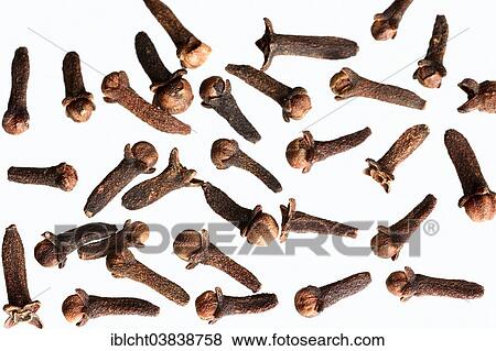 Dried Cloves (Syzygium aromaticum) View Large Photo Image Stock Photo - Dried Cloves (Syzygium aromaticum). Fotosearch