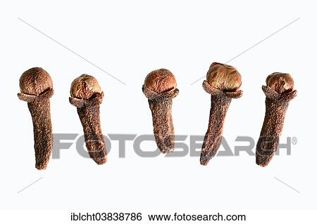 Dried Cloves (Syzygium aromaticum) View Large Photo Image Stock Photograph - Dried Cloves (Syzygium aromaticum). Fotosearch