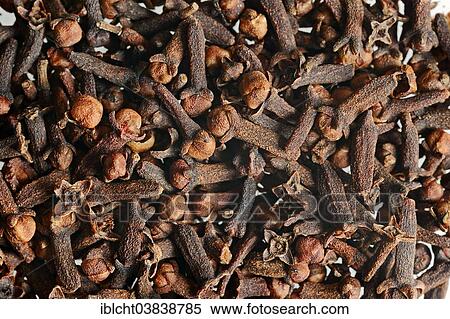 Stock Photography - Dried Cloves (Syzygium aromaticum). Fotosearch