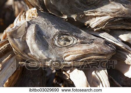 "Dried cod head, Moskenesoy, Hamnoy, Moskenesoy, Lofoten, Nordland, Norway, Europe" View Large Photo Image Stock Image - "Dried cod head, Moskenesoy, Hamnoy, Moskenesoy, Lofoten, Nordland, Norway, Europe". Fotosearch