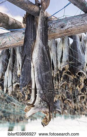 "Dried cod, near Skallelv, Vadso, Finnmark, Norway, Europe" View Large Photo Image Stock Photo - "Dried cod, near Skallelv, Vadso, Finnmark, Norway, Europe". Fotosearch