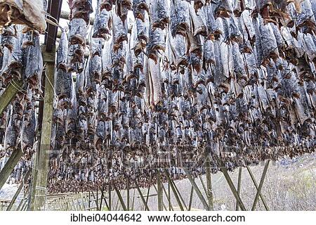"Dried cod, on a drying rack, Lofoten, Norway, Europe" View Large Photo Image Stock Image - "Dried cod, on a drying rack, Lofoten, Norway, Europe". Fotosearch