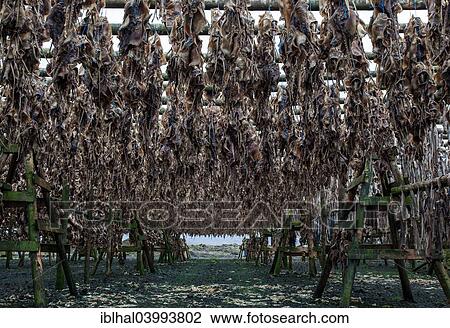 "Dried fish, Iceland, Europe" View Large Photo Image Stock Image - "Dried fish, Iceland, Europe". Fotosearch