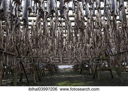 "Dried fish, Iceland, Europe" View Large Photo Image Stock Photograph - "Dried fish, Iceland, Europe". Fotosearch