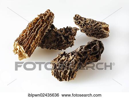 Dried Jumbo Morel mushrooms View Large Photo Image Stock Photograph - Dried Jumbo Morel mushrooms. Fotosearch