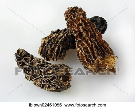 Dried Jumbo Morel mushrooms View Large Photo Image Stock Photograph - Dried Jumbo Morel mushrooms. Fotosearch