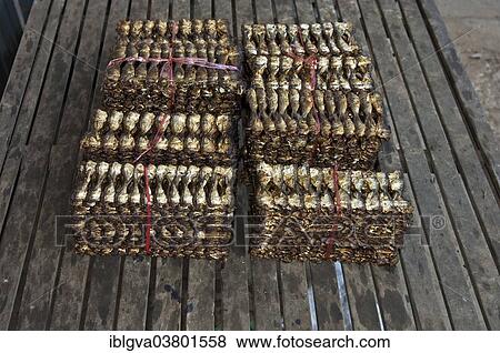 "Dried packaged fish ready for shipping, fish market, Battambang, Cambodia, Asia" View Large Photo Image Stock Photo - "Dried packaged fish ready for shipping, fish market, Battambang, Cambodia, Asia". Fotosearch