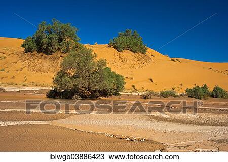 "Dried up riverbed, after rain falls, Wadi against sand dunes with green bushes, Erg Chebbi, sand desert, Sahara, Southern Morocco, Morocco, Africa" View Large Photo Image Stock Image - "Dried up riverbed, after rain falls, Wadi against sand dunes with green bushes, Erg Chebbi, sand desert, Sahara, Southern Morocco, Morocco, Africa". Fotosearch