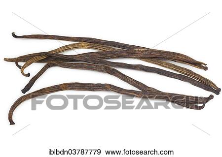 Dried vanilla pods View Large Photo Image Stock Photo - Dried vanilla pods. Fotosearch