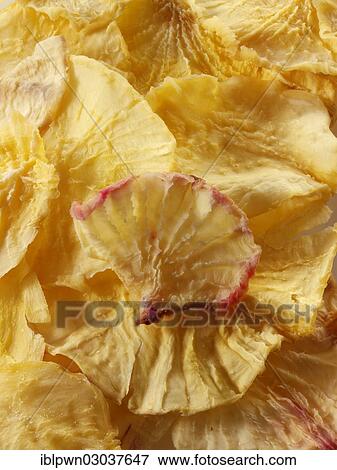 Stock Photo - "Dried Yacon roots (Smallanthus sonchifolius, Polymnia edulis, P. sonchifolia)". Fotosearch