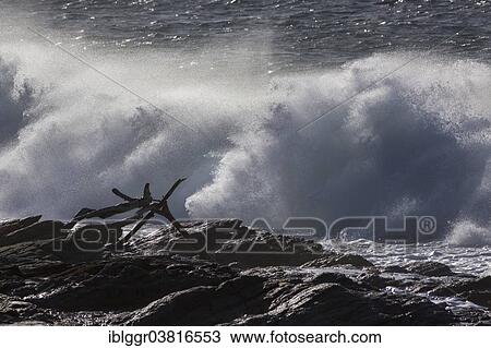 "Driftwood in front of strong surf, Cap Corse, Haute-Corse, Corsica, France, Europe" View Large Photo Image Stock Image - "Driftwood in front of strong surf, Cap Corse, Haute-Corse, Corsica, France, Europe". Fotosearch