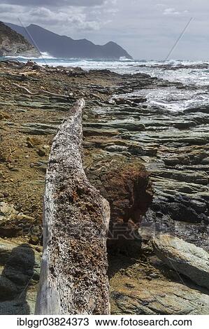 "Driftwood on the coast, Cap Corse, Haute-Corse, Corsica, France, Europe" View Large Photo Image Stock Image - "Driftwood on the coast, Cap Corse, Haute-Corse, Corsica, France, Europe". Fotosearch