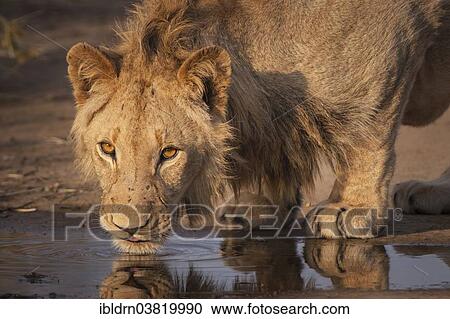 "Drinking Lion (Panthera leo), Kgalagadi Transfrontier Park, Northern Province, South Africa, Africa" View Large Photo Image Stock Image - "Drinking Lion (Panthera leo), Kgalagadi Transfrontier Park, Northern Province, South Africa, Africa". Fotosearch