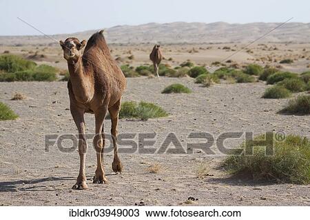 "Dromedaries (Camelus dromedarius) in the desert, Dasht-e Kavir or Great Salt Desert, Marenjab, Maranjab, Semnan Province, Iran, Asia" View Large Photo Image Stock Image - "Dromedaries (Camelus dromedarius) in the desert, Dasht-e Kavir or Great Salt Desert, Marenjab, Maranjab, Semnan Province, Iran, Asia". Fotosearch