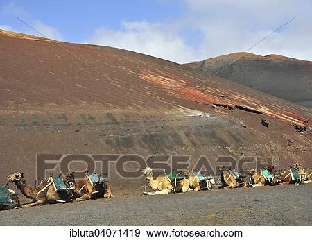 "Dromedaries for riding, on the edge of the Timanfaya National Park, Lanzarote, Canary Islands, Spain, Europe" View Large Photo Image Stock Photo - "Dromedaries for riding, on the edge of the Timanfaya National Park, Lanzarote, Canary Islands, Spain, Europe". Fotosearch