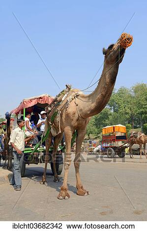 "Dromedary, Arabian Camel or Indian Camel (Camelus dromedarius), draught animal with carriage, Agra, Uttar Pradesh, India, Asia" View Large Photo Image Stock Image - "Dromedary, Arabian Camel or Indian Camel (Camelus dromedarius), draught animal with carriage, Agra, Uttar Pradesh, India, Asia". Fotosearch