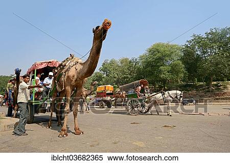 "Dromedary, Arabian Camel or Indian Camel (Camelus dromedarius), draught animal with carriage, Agra, Uttar Pradesh, India, Asia" View Large Photo Image Stock Photography - "Dromedary, Arabian Camel or Indian Camel (Camelus dromedarius), draught animal with carriage, Agra, Uttar Pradesh, India, Asia". Fotosearch