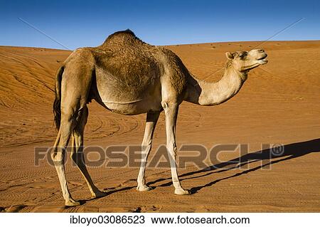 Stock Image - "Dromedary camel (Camelus dromedarius), desert, Wahiba Sands, Ramlat al-Wahiba, Sharqiya Sands, Oman, Asia". Fotosearch