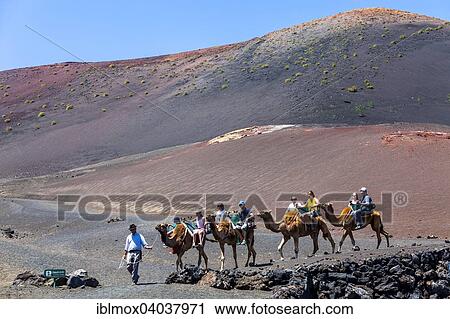 Stock Image - "Dromedary camels, caravan with tourists in the volcanic landscape of the Montanas del Fuego in the Timanfaya National Park, Lanzarote, Canary Islands, Spain, Europe". Fotosearch