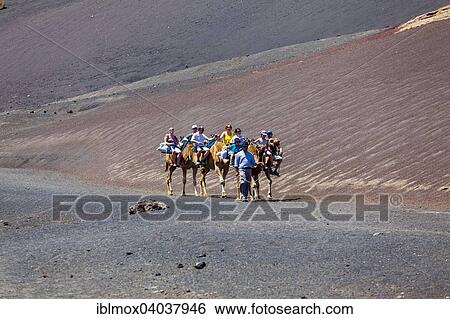 "Dromedary camels, caravan with tourists in the volcanic landscape of the Montanas del Fuego in the Timanfaya National Park, Lanzarote, Canary Islands, Spain, Europe" View Large Photo Image Stock Photograph - "Dromedary camels, caravan with tourists in the volcanic landscape of the Montanas del Fuego in the Timanfaya National Park, Lanzarote, Canary Islands, Spain, Europe". Fotosearch