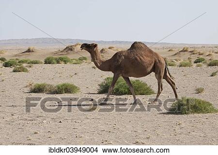 "Dromedary (Camelus dromedarius) in the desert, Dasht-e Kavir or Great Salt Desert, Marenjab, Maranjab, Semnan Province, Iran, Asia" View Large Photo Image Picture - "Dromedary (Camelus dromedarius) in the desert, Dasht-e Kavir or Great Salt Desert, Marenjab, Maranjab, Semnan Province, Iran, Asia". Fotosearch