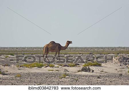 Stock Image - "Dromedary (Camelus dromedarius), Dhofar, Oman, Asia". Fotosearch