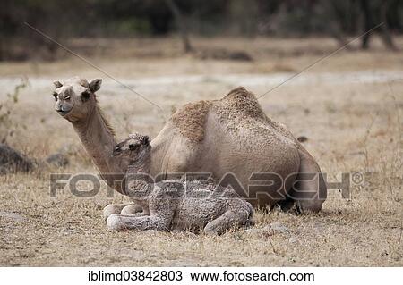 "Dromedary (Camelus dromedarius) with young, Dhofar, Oman, Asia" View Large Photo Image Stock Image - "Dromedary (Camelus dromedarius) with young, Dhofar, Oman, Asia". Fotosearch