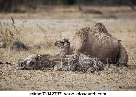 Stock Photo - "Dromedary (Camelus dromedarius) with young, Dhofar, Oman, Asia". Fotosearch